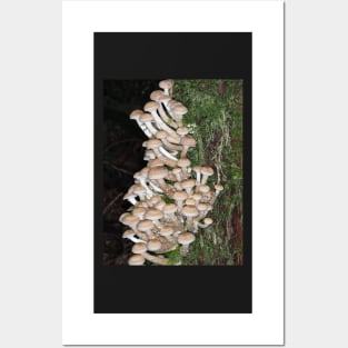 Lots of honey mushrooms (Armillaria sp.) Posters and Art